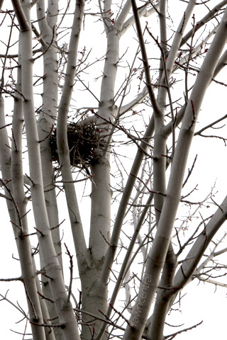 the lone nest