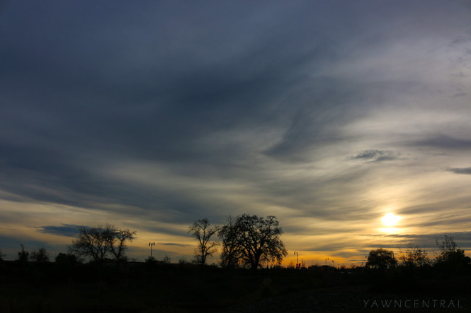 the jungle sky