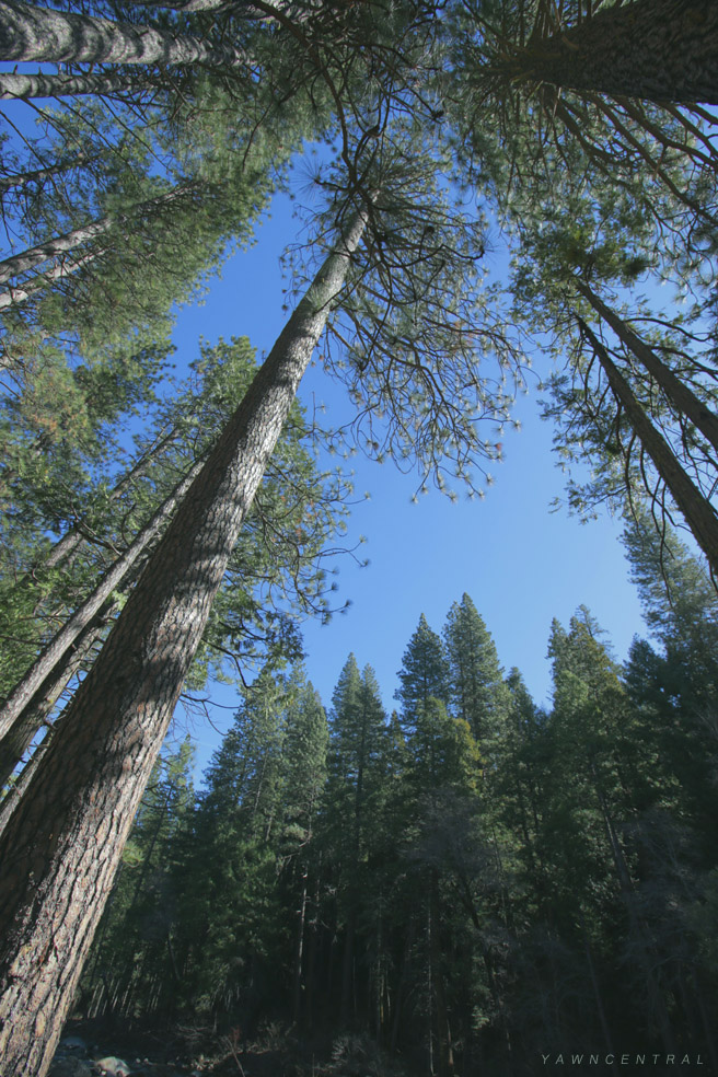 Wandering Trees